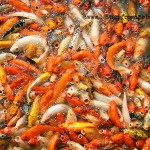 Goldfish-chinese-new-year-guangzhou