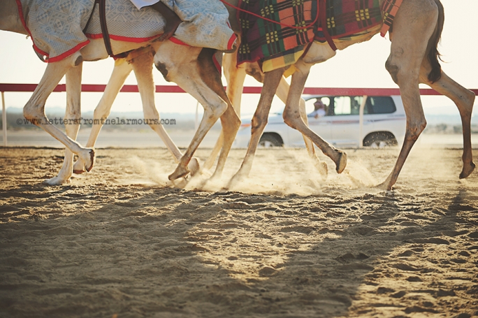 Camel-racing-in-the-UAE-Abu-Dhabi-02